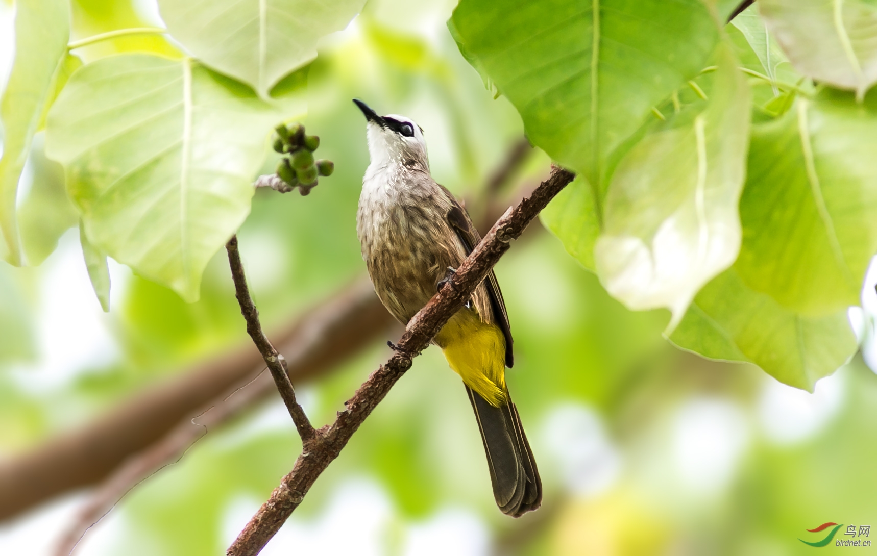 白眉黄臀鹎