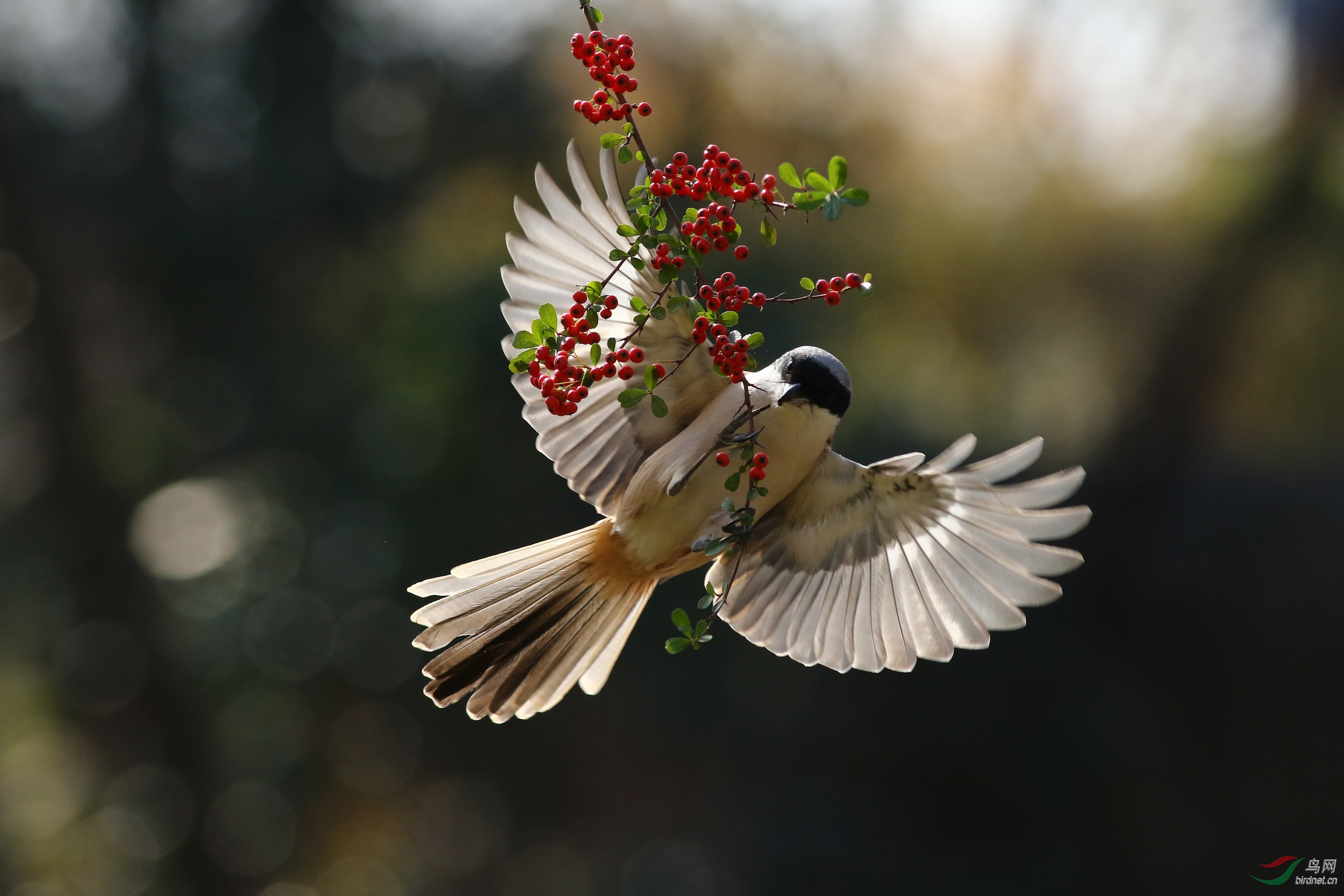 虽说是平常鸟,但在逆光下飞鸟的翅膀真是漂亮.