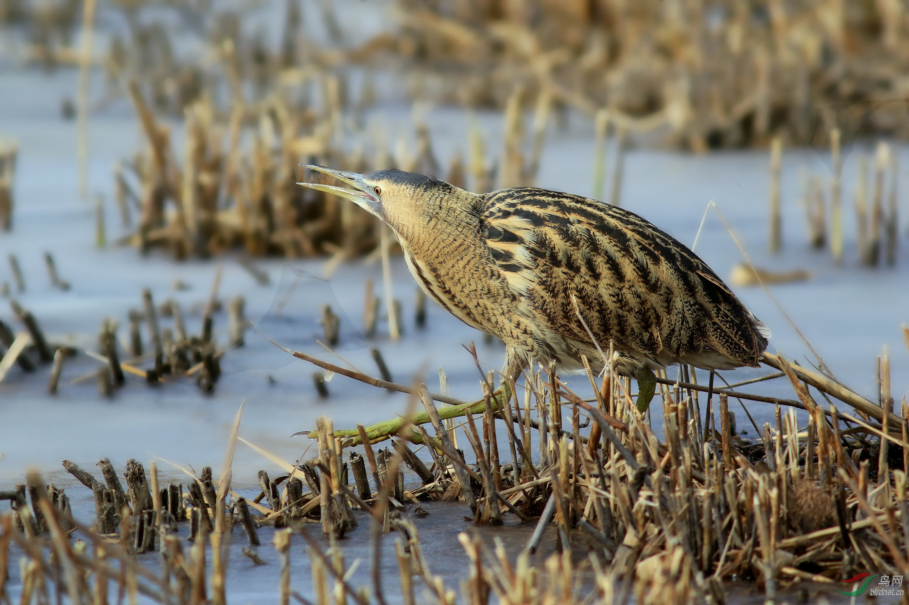 今日奥森大麻鳽