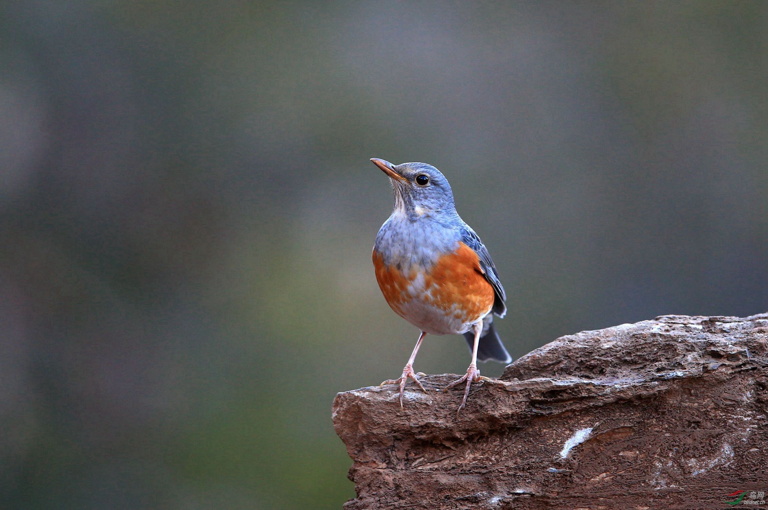 泉水湾的灰背鸫