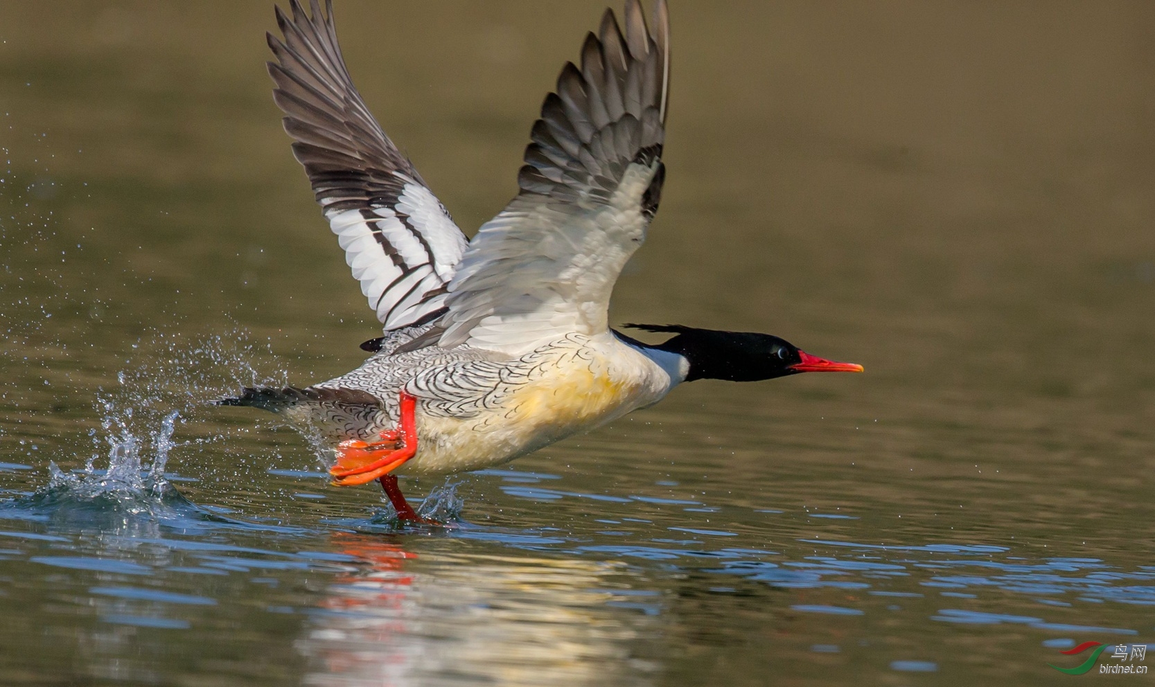 婺源  中华秋沙鸭>>