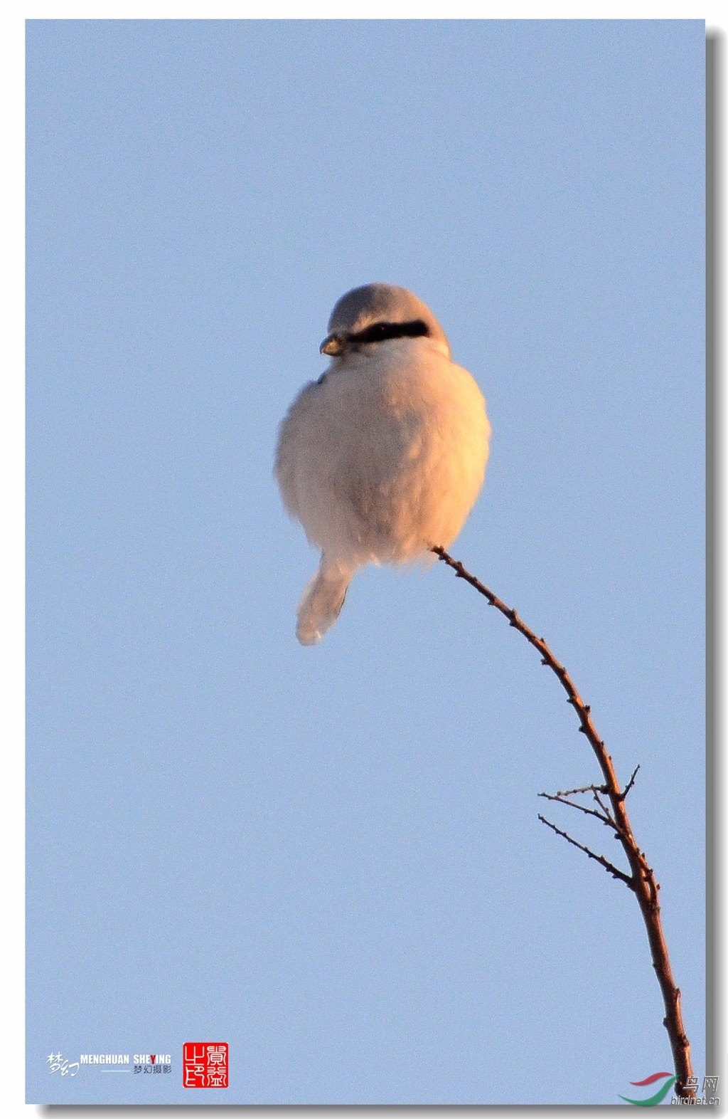 长尾灰伯劳-它在等着我