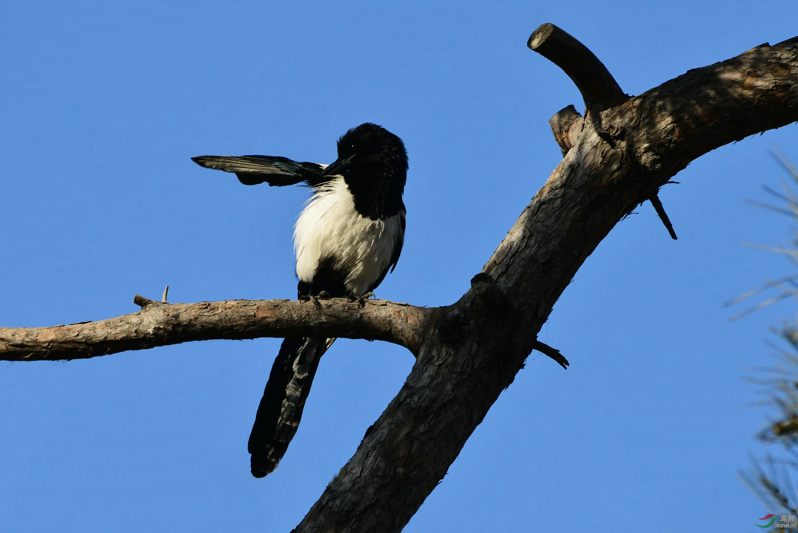 枝上菜鸟蓝喜鹊