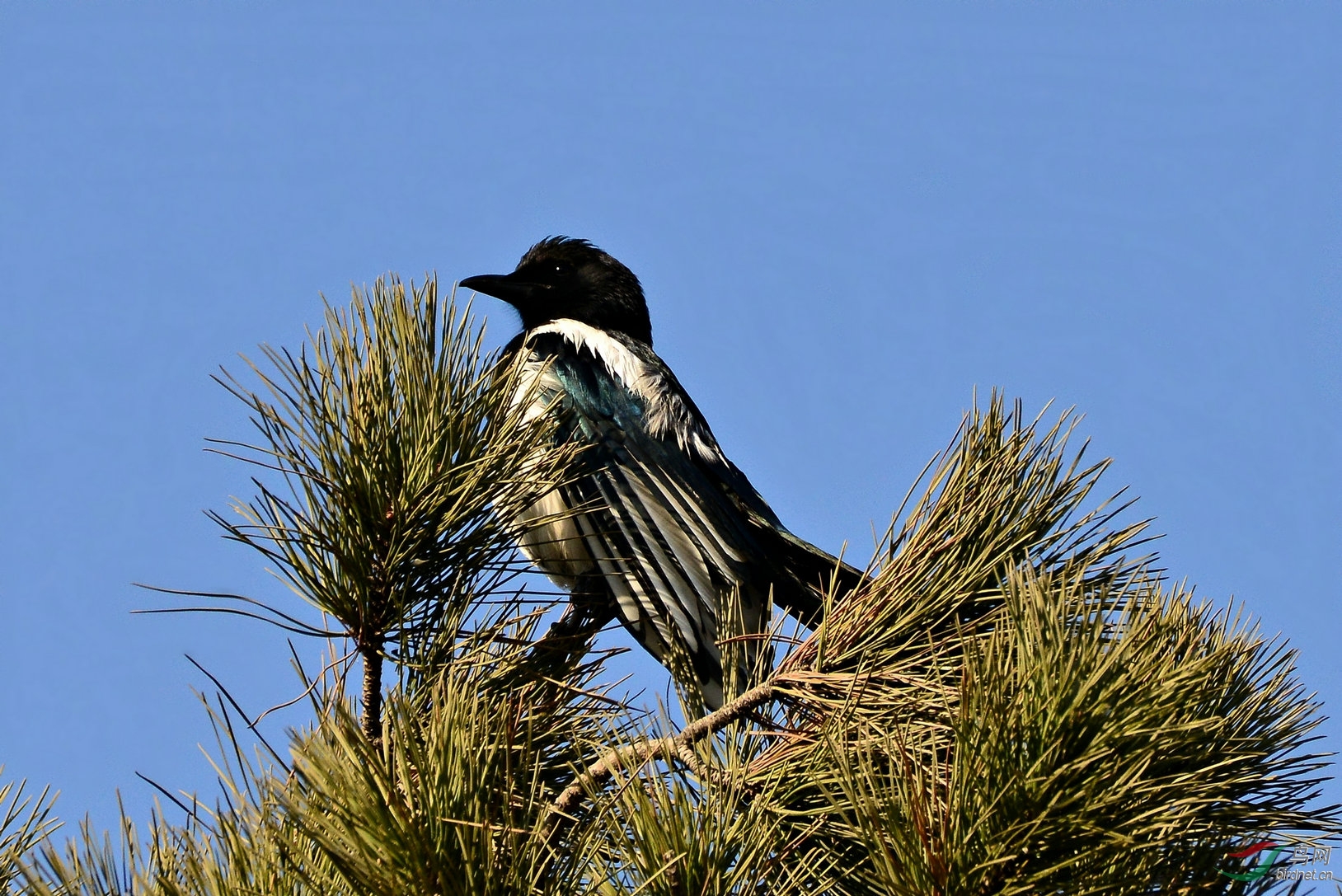 枝上菜鸟蓝喜鹊