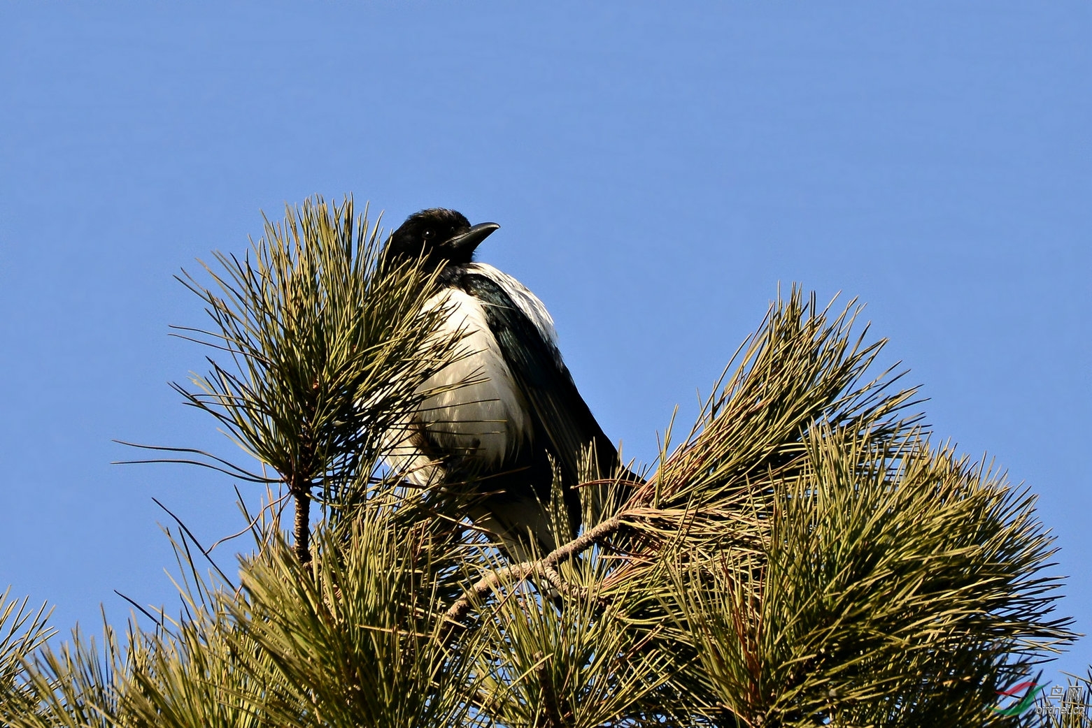 枝上菜鸟蓝喜鹊
