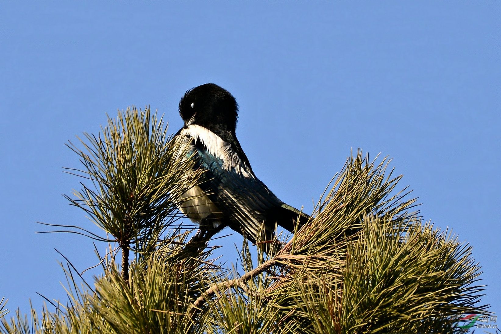 枝上菜鸟蓝喜鹊