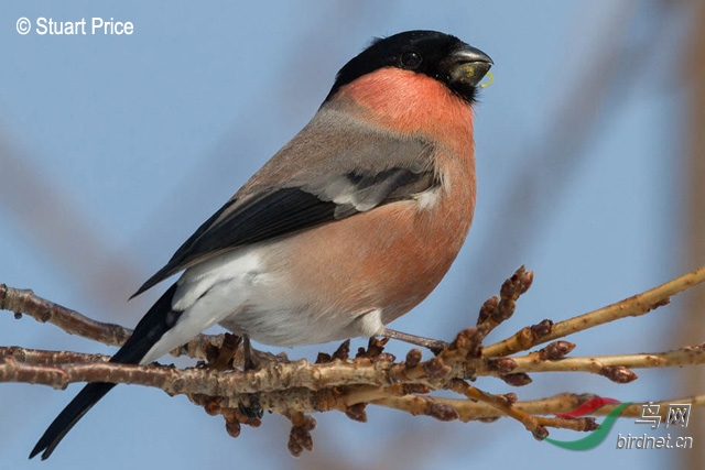 eurasian_bullfinch04.jpg
