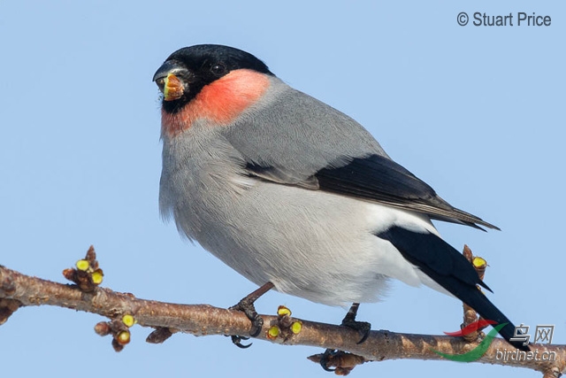 eurasian_bullfinch02.jpg