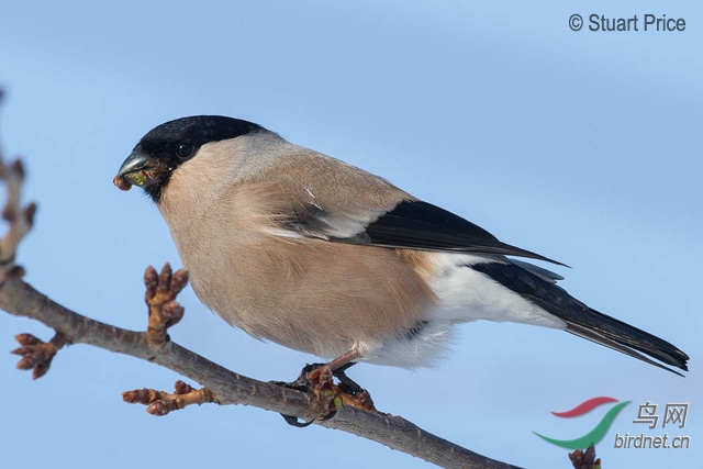 eurasian_bullfinch05.jpg