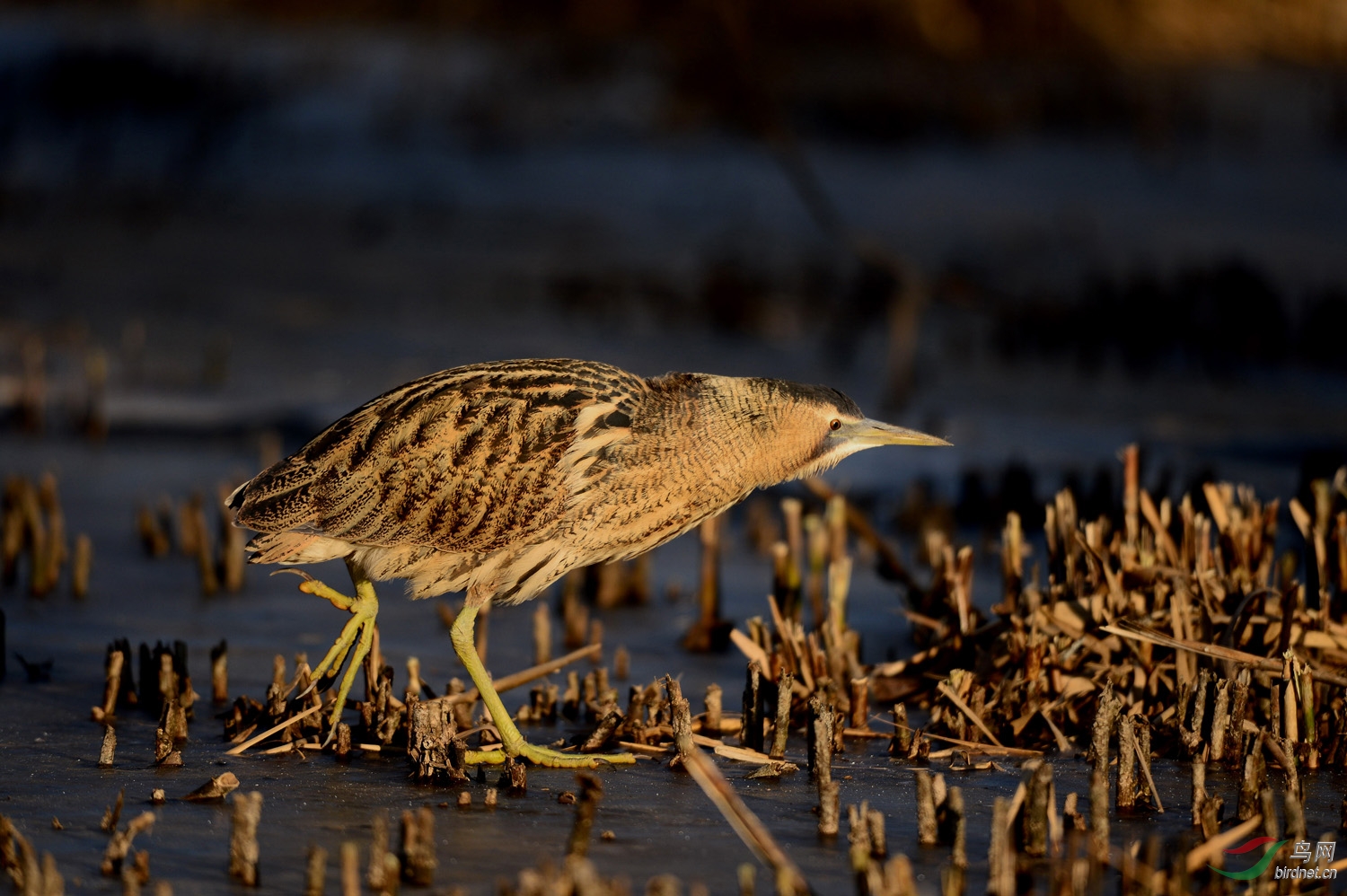 在冰冻湿地艰难度日的大麻鳽 - 黑龙江版 heilongjiang鸟网