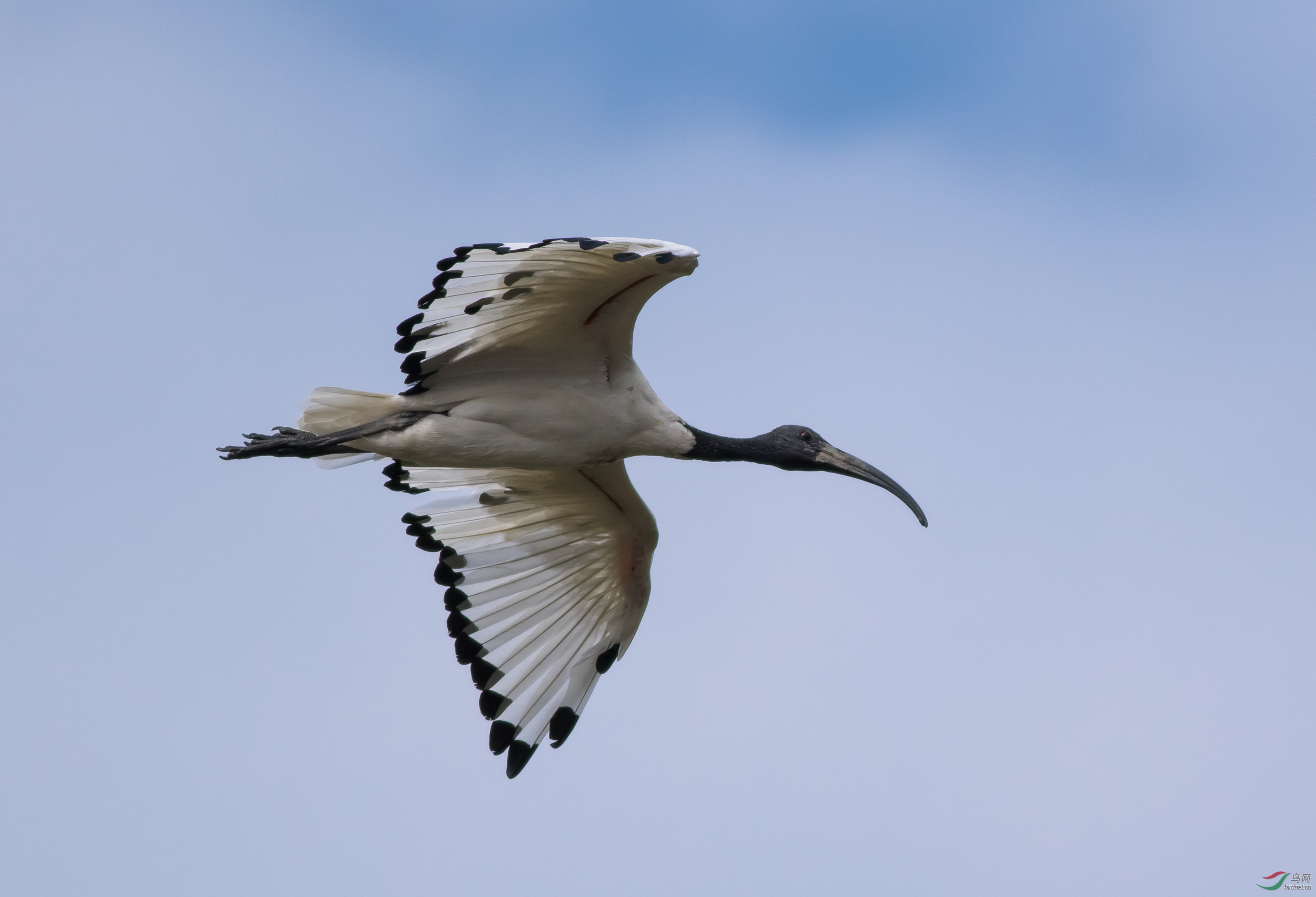 动物园逃生出来变成了留鸟 - 埃及圣鹮