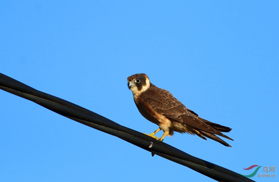 Y-au hobby1_���˺�_����.jpg