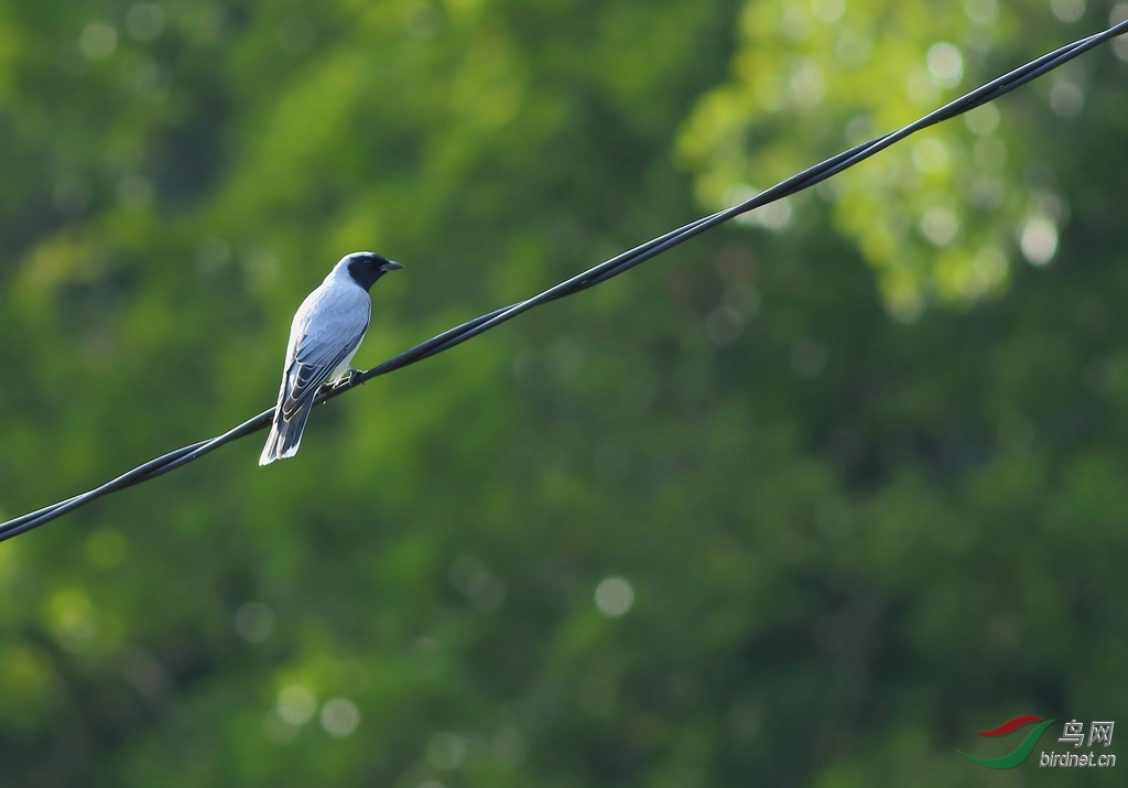 Y-black-faced cukoo-shrike2_����_���˺�_����.jpg