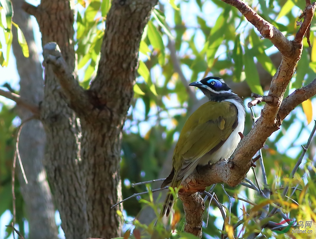 Y-blue-faced honeyeater_����_���˺�_����.jpg