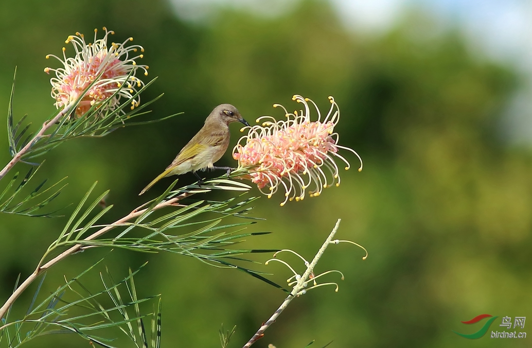 Y-brown honeyeater_����_���˺�_����.jpg