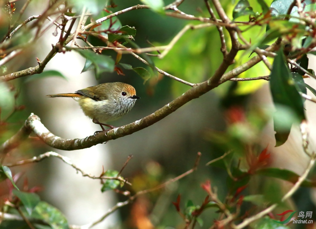 Y-brown thornbill_����_���˺�_����.jpg