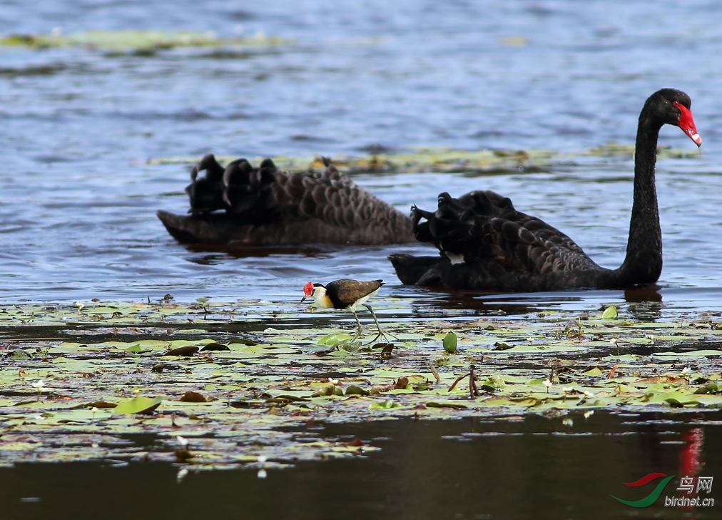 Y-comb-crested jacana and black swan_���˺�_����.jpg