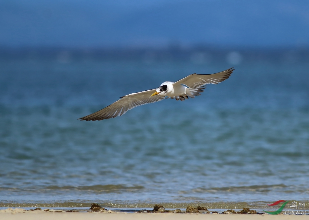 Y-crested tern_���˺�_����.jpg