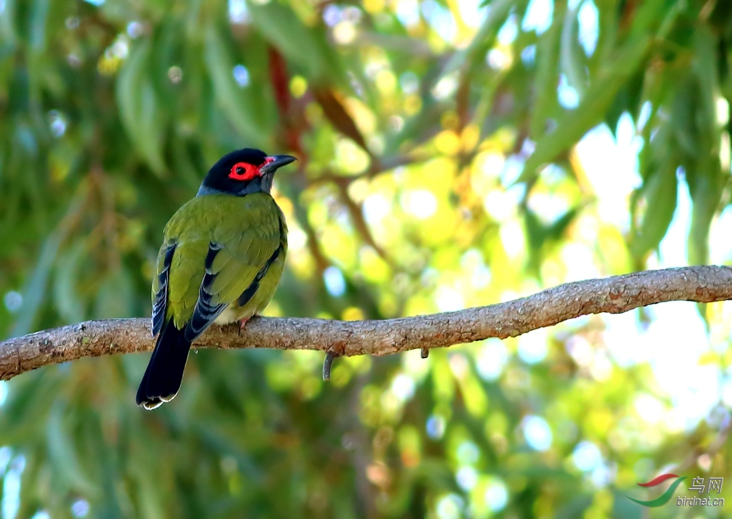 y-figbird male2_副本_過濾後_副本.jpg