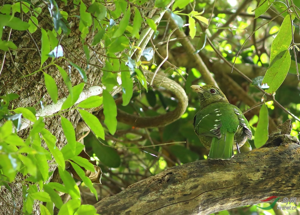 Y-green catbird1_���˺�_����.jpg