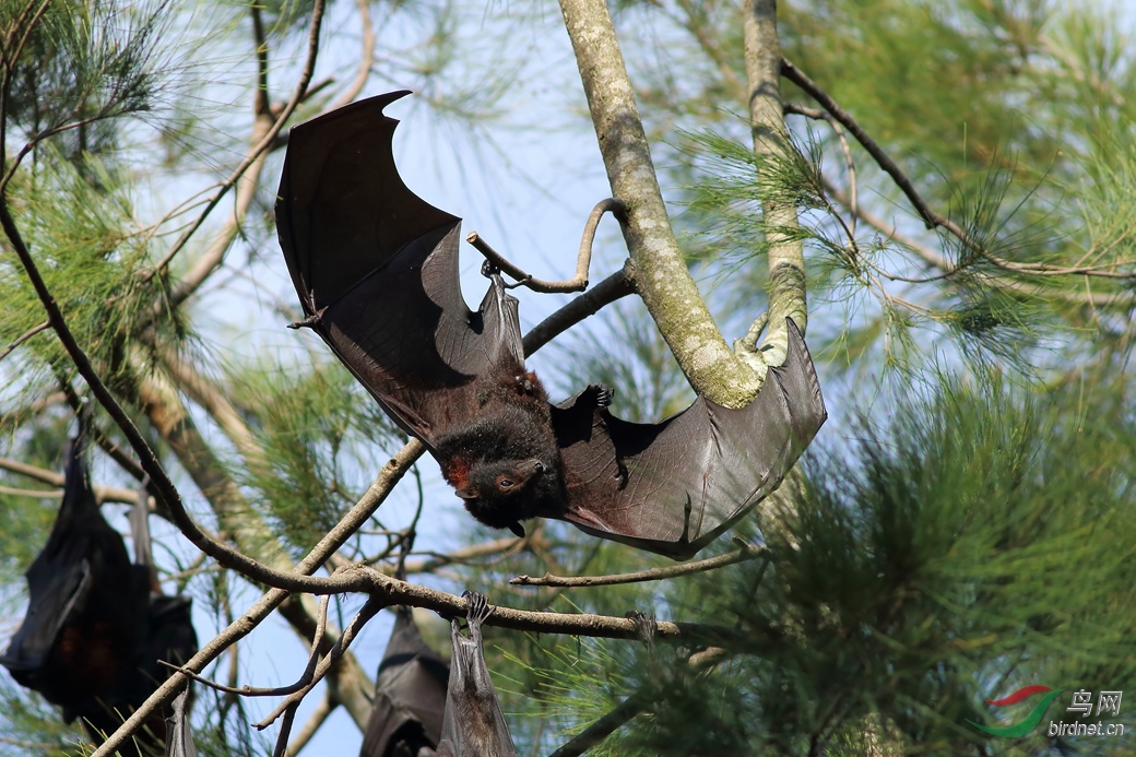 Y-grey-headed flying fox_����_���˺�_����.jpg