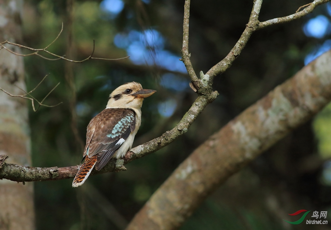 Y-laughing kookaburra_����_���˺�_����.jpg