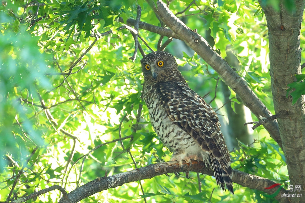 Y-powerful owl4_����_����.jpg