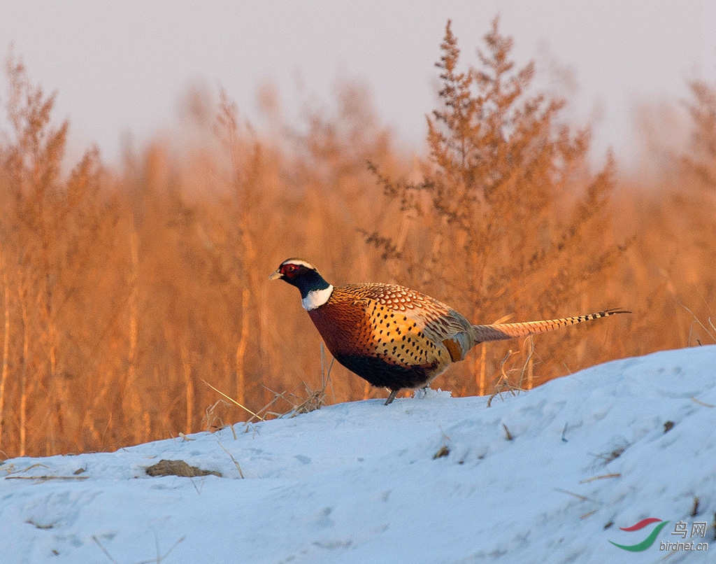 雪地情暖大公鸡