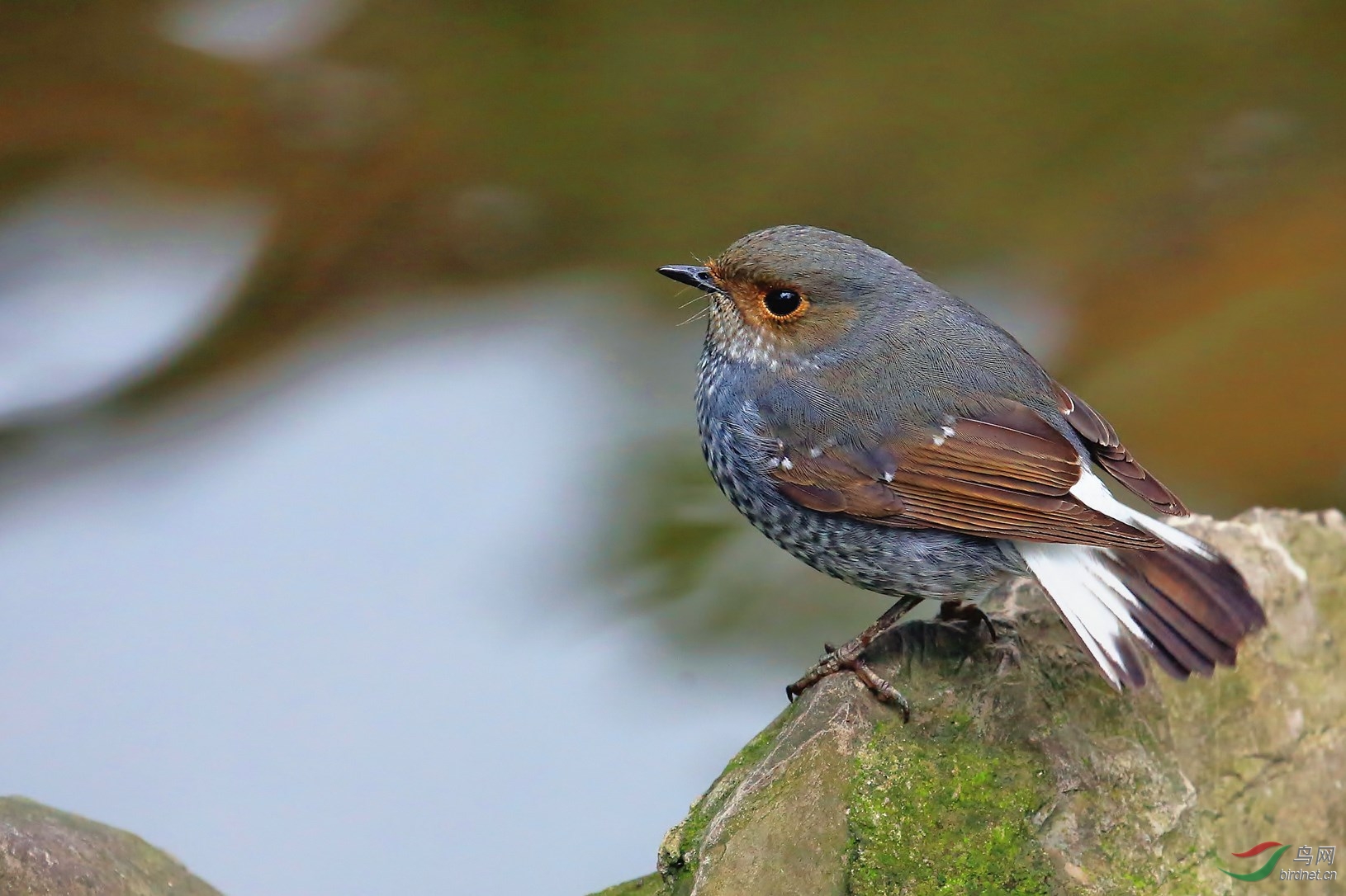 水鴝雌雄鳥