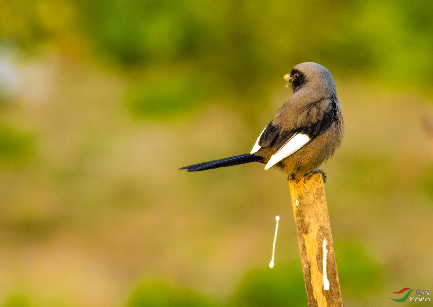 棕背伯劳暗色白翅
