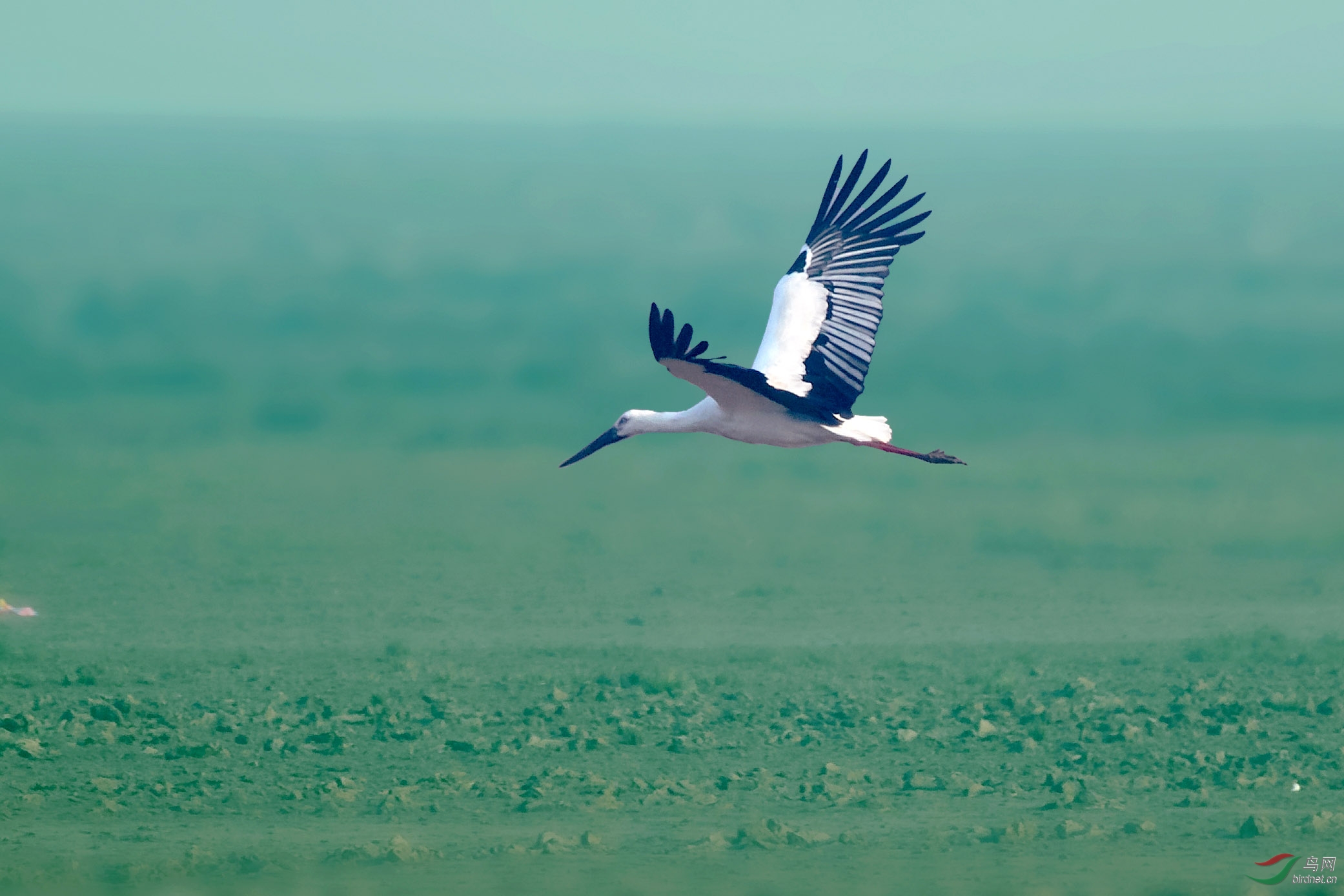 白鹳单飞祝鸟友圣诞快乐!