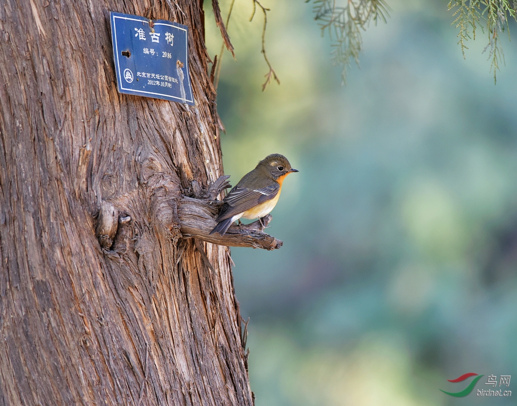记录天坛古柏林中客居的鸲姬鹟
