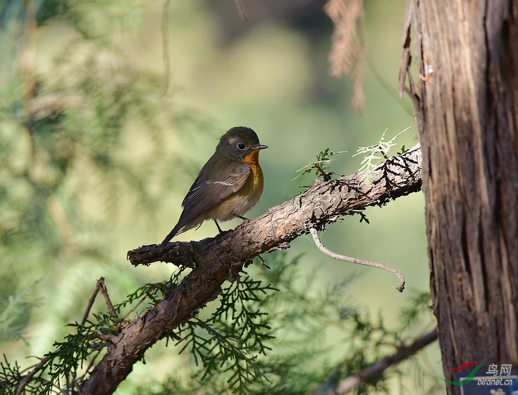 记录天坛古柏林中客居的鸲姬鹟