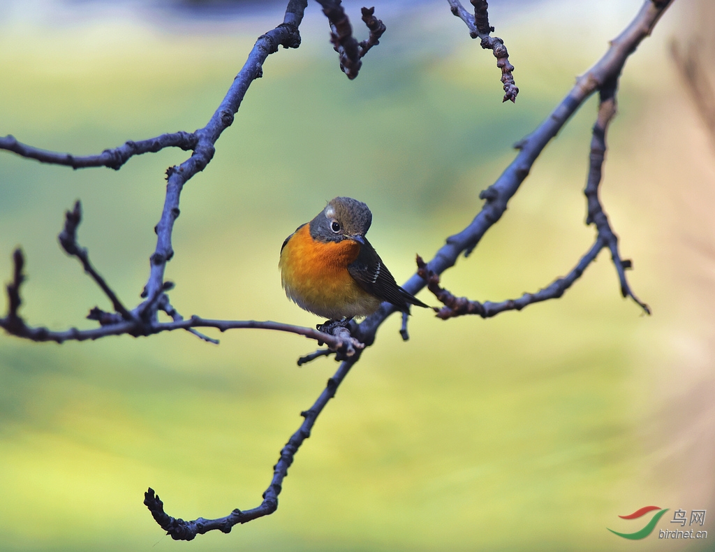 记录天坛古柏林中客居的鸲姬鹟