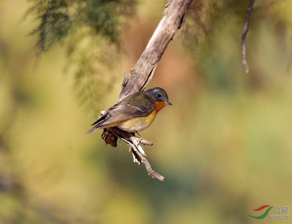 记录天坛古柏林中客居的鸲姬鹟