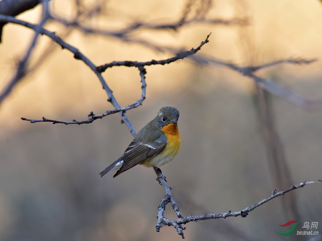 记录天坛古柏林中客居的鸲姬鹟