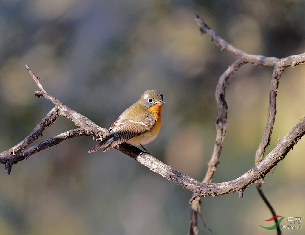 记录天坛古柏林中客居的鸲姬鹟