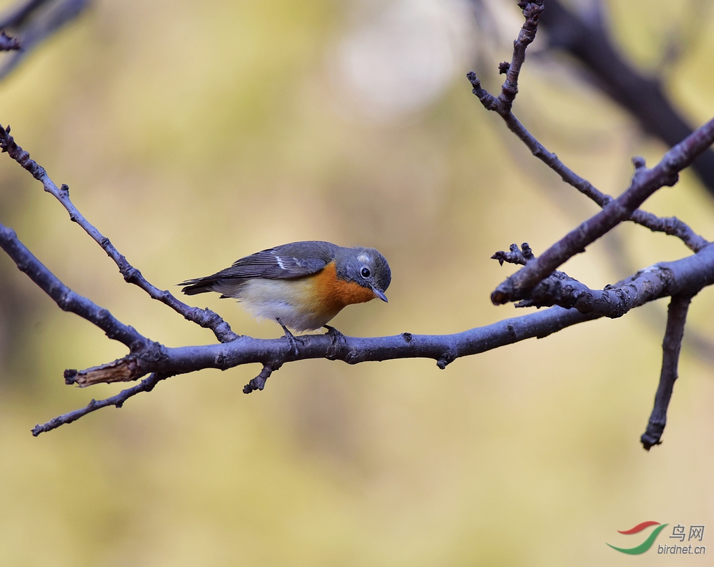 记录天坛古柏林中客居的鸲姬鹟