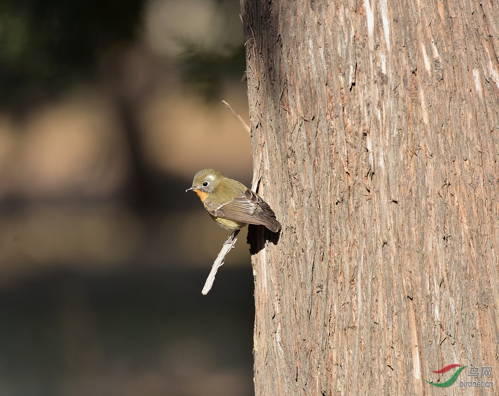 记录天坛古柏林中客居的鸲姬鹟