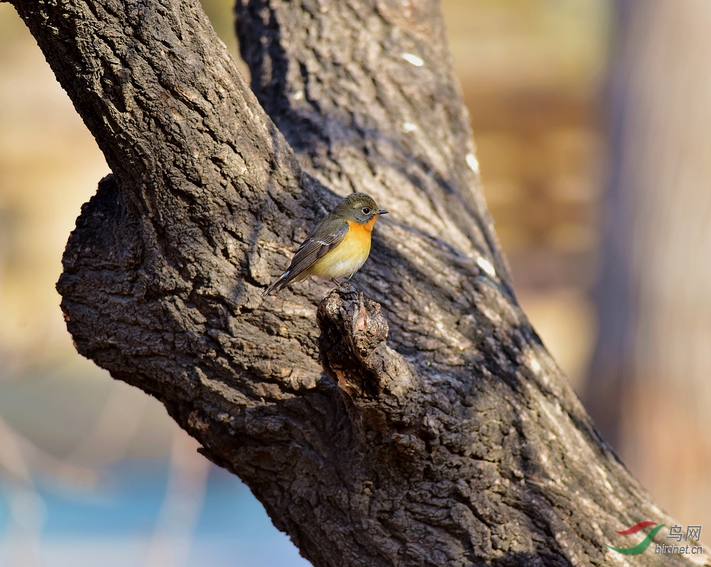 记录天坛古柏林中客居的鸲姬鹟