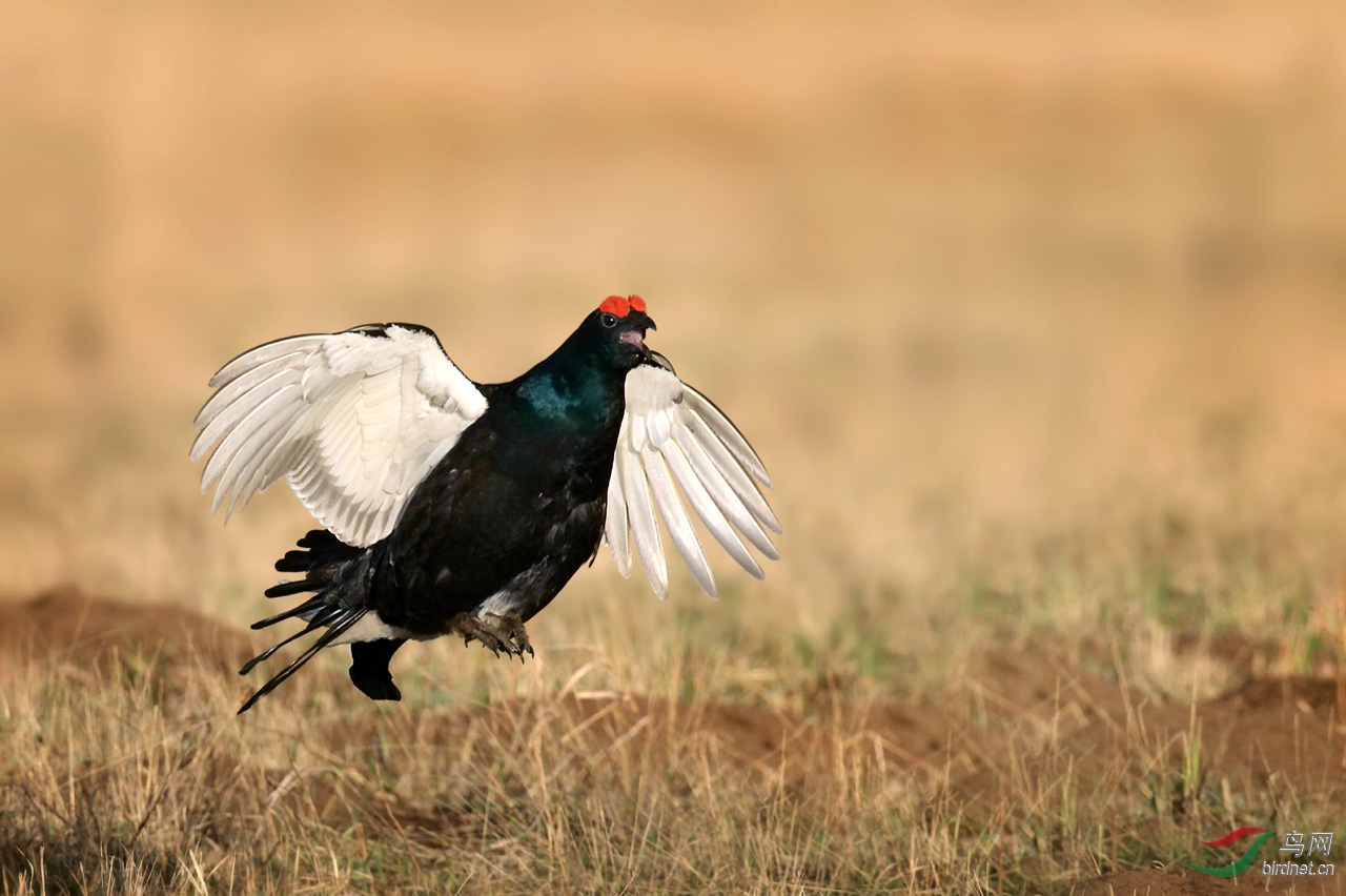 (黑琴鸡)黑与白