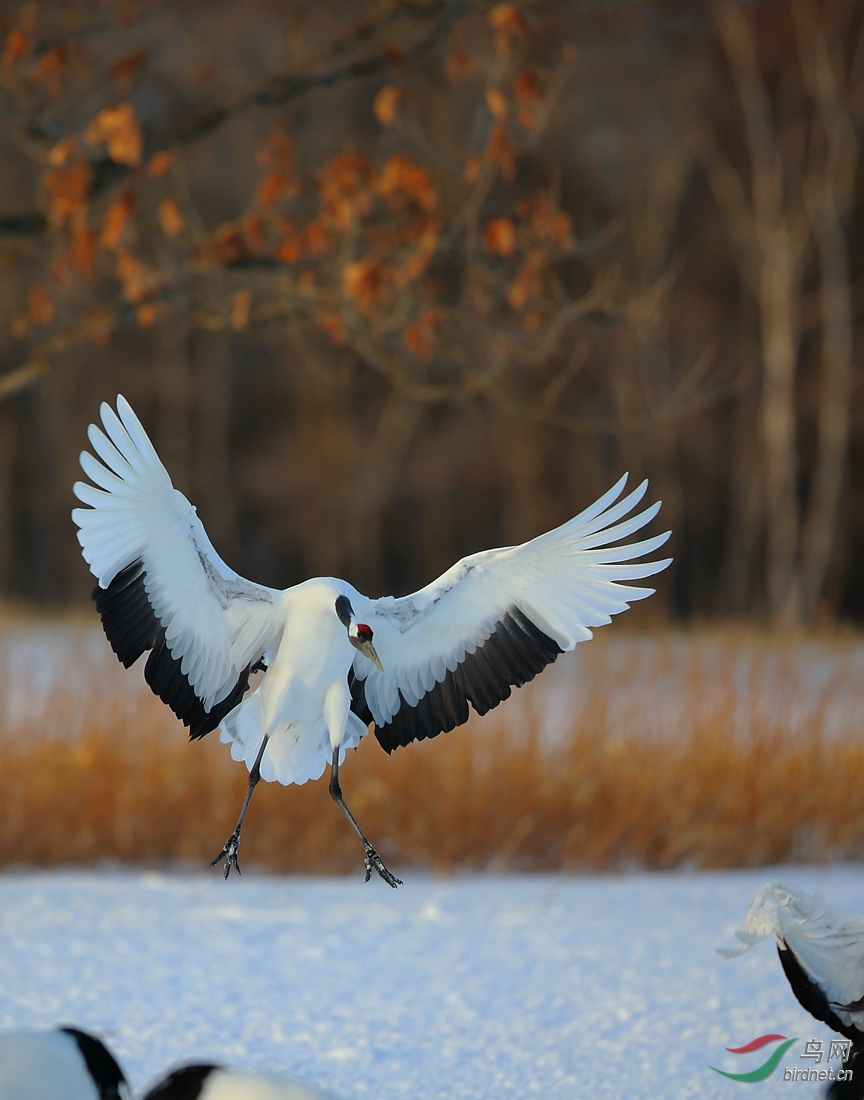 丹顶鹤几幅竖幅单顶鹤