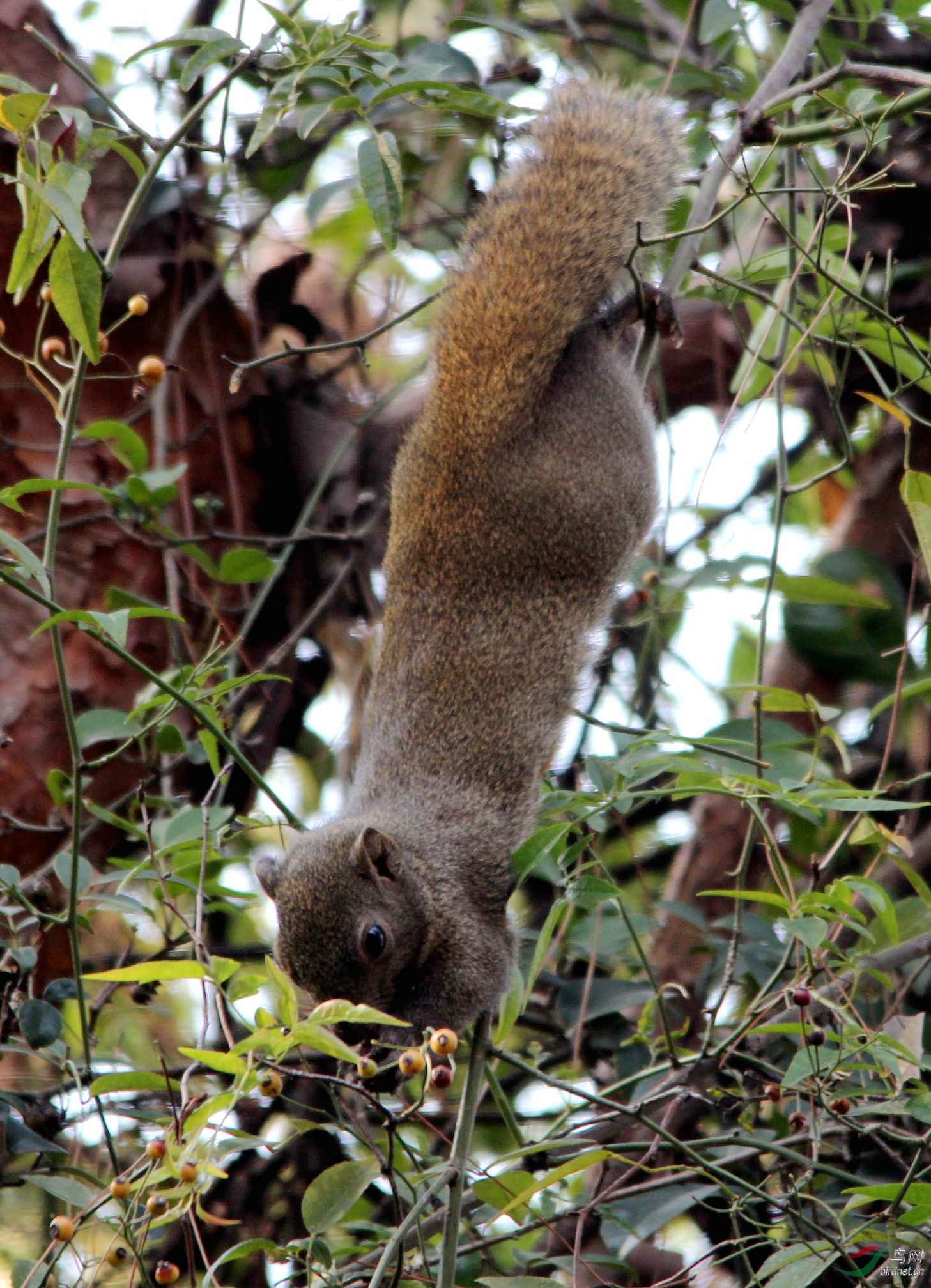 松鼠觅食