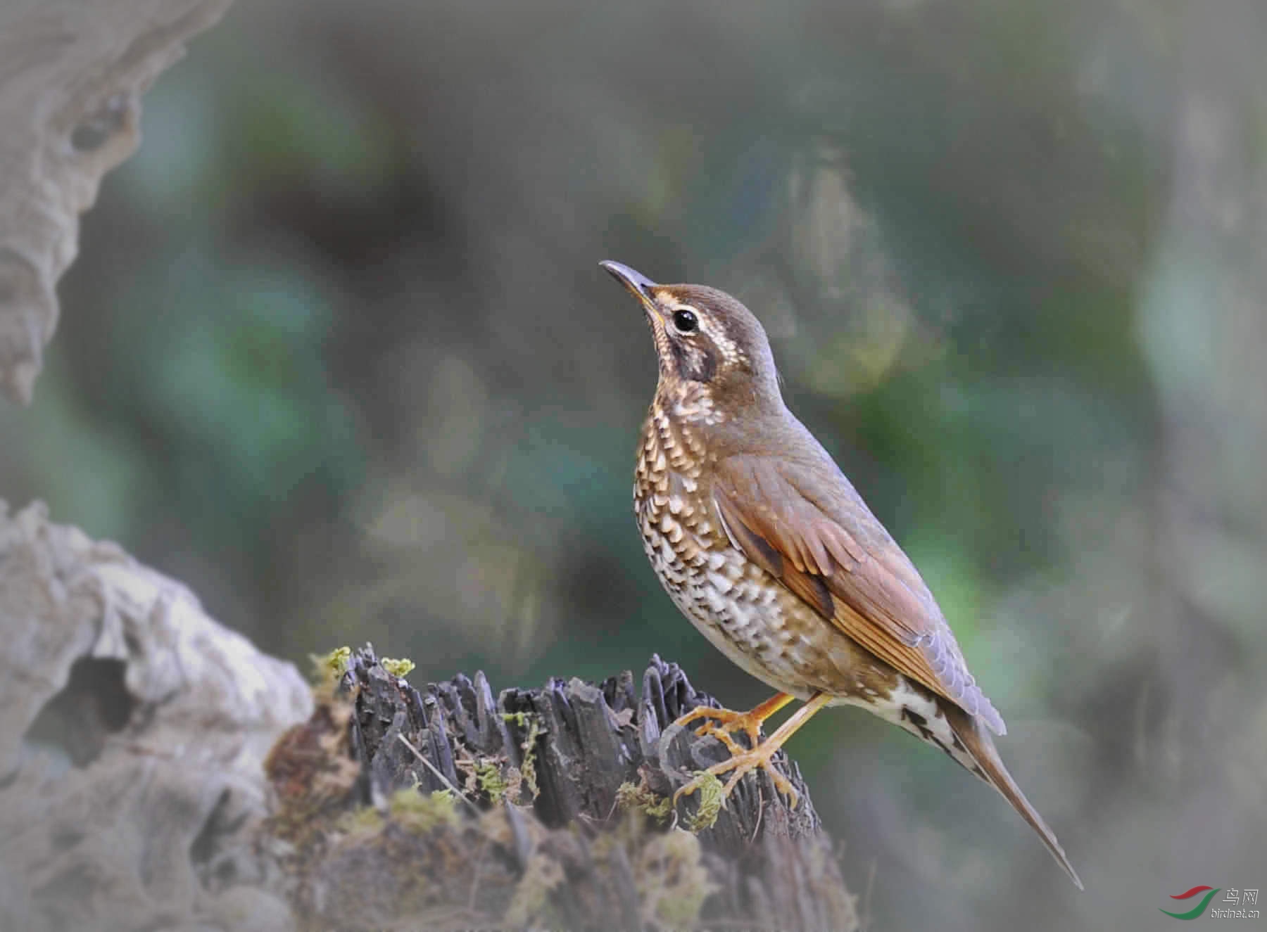 山林——白眉地鸫