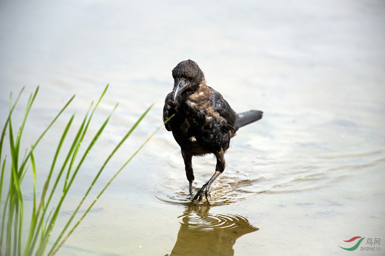河边觅食的大嘴乌鸦(亚成)