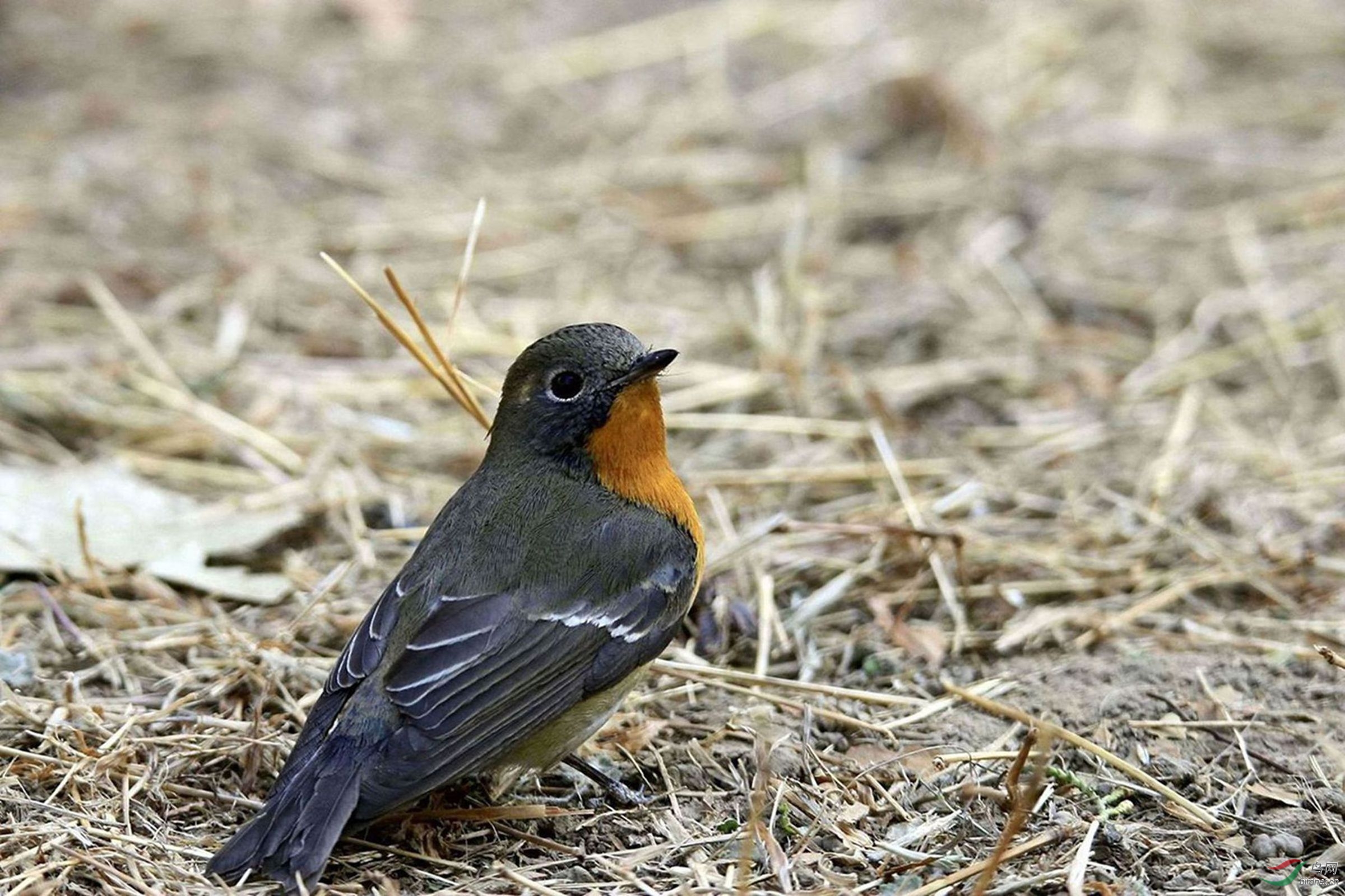 各种姿态的鸲姬鹟