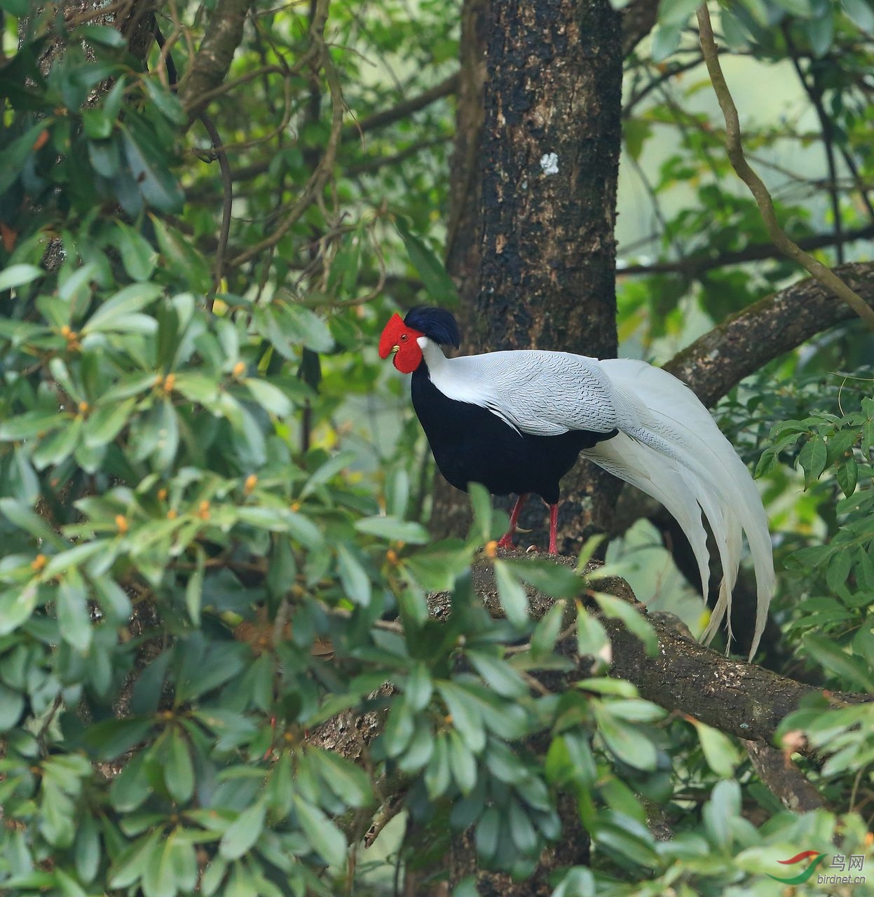 白鹇你见过树上调情的白鹇吗
