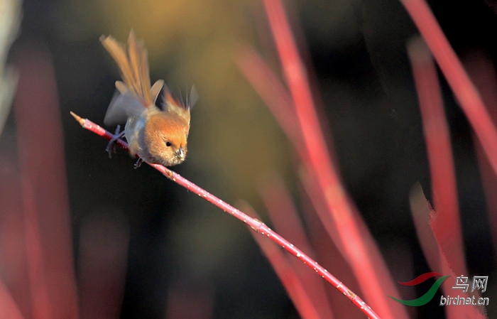 红荆枝上小棕头