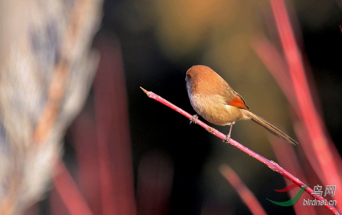 红荆枝上小棕头
