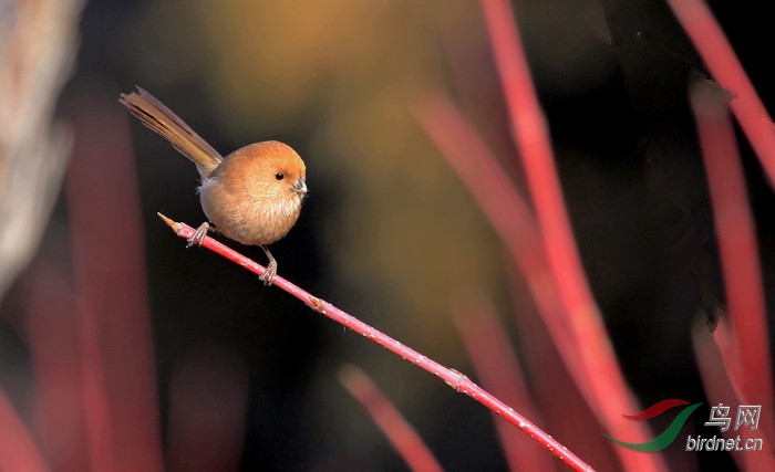 红荆枝上小棕头